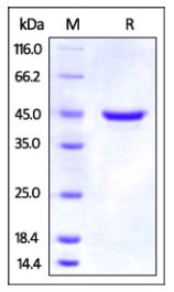 Rat GITR, Fc Tag on SDS-PAGE under reducing (R) condition. The gel was stained overnight with Coomassie Blue. The purity of the protein is greater than 95%.